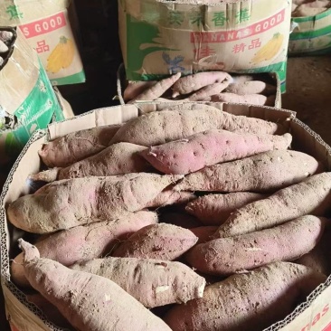 自己家里种的榴莲蜜薯，都是精挑细选的精品果山东潍坊市临朐