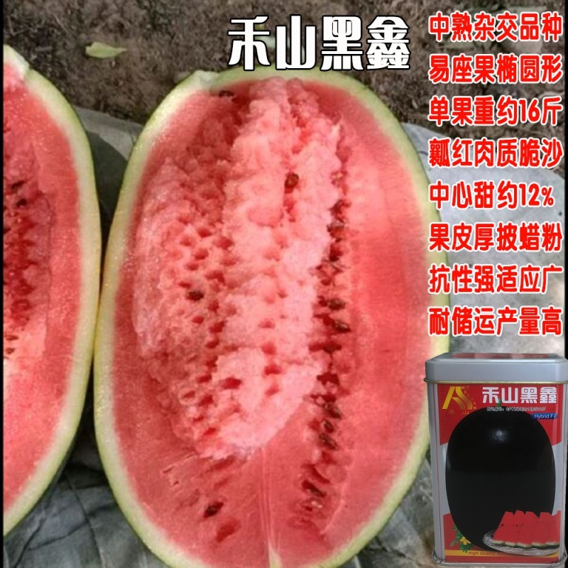 禾山黑鑫西瓜种子中熟大果抗病黑皮西瓜种子果肉大红肉质脆沙