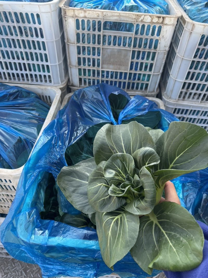 精品苏州青