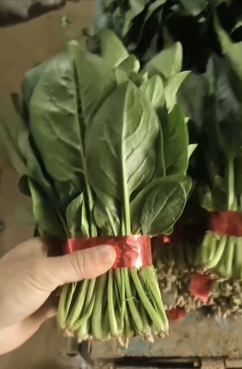 精品菠菜