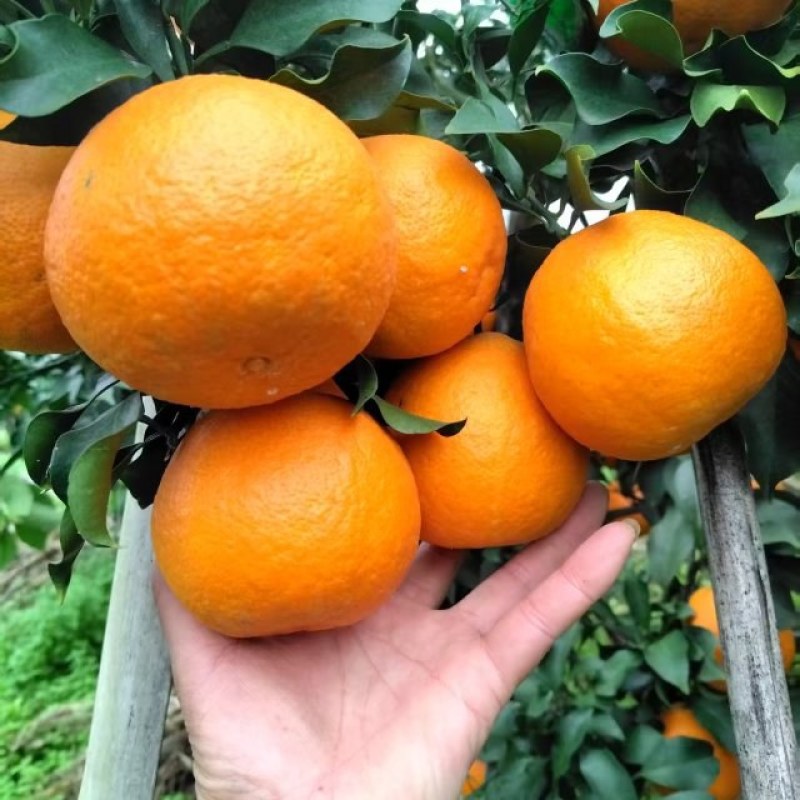四川爱媛果冻橙