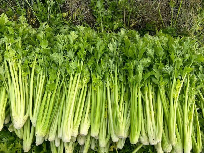 精品中细颗西芹
