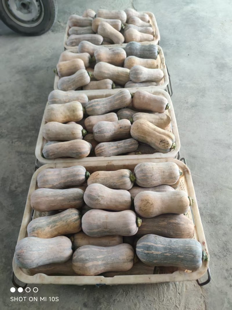 云南蜜本南瓜，外皮光滑，肉质紧实