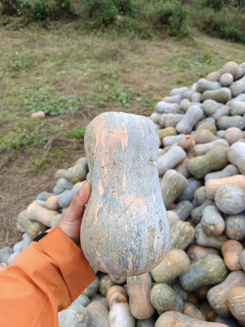 云南蜜本南瓜，外皮光滑，肉质紧实