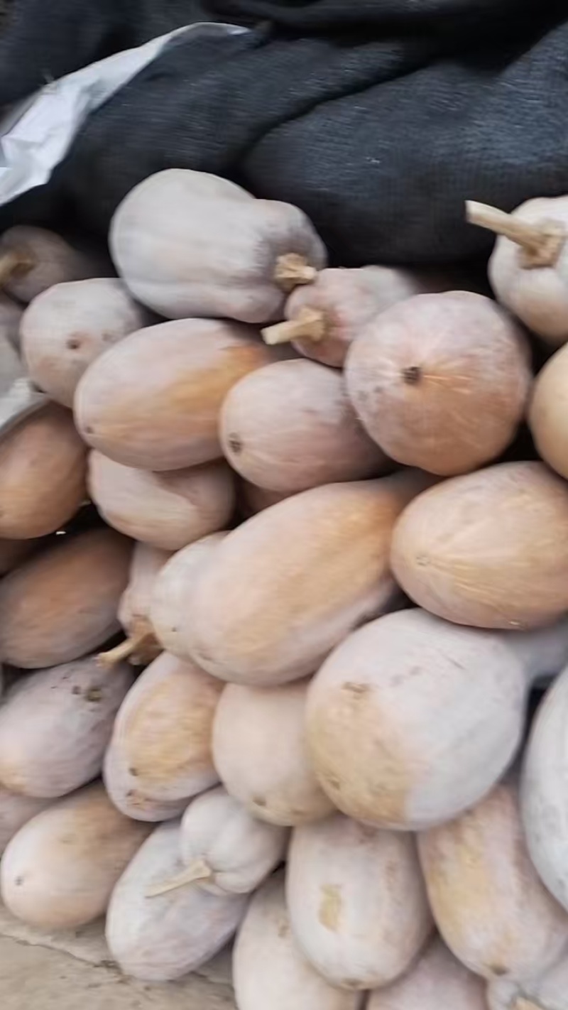 云南蜜本南瓜，外皮光滑，肉质紧实