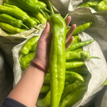 黄皮尖椒