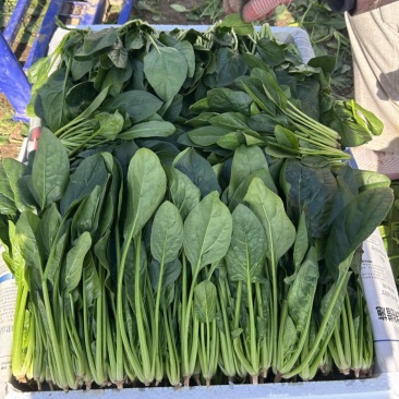 精品小叶菠菜