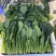 精品小叶菠菜