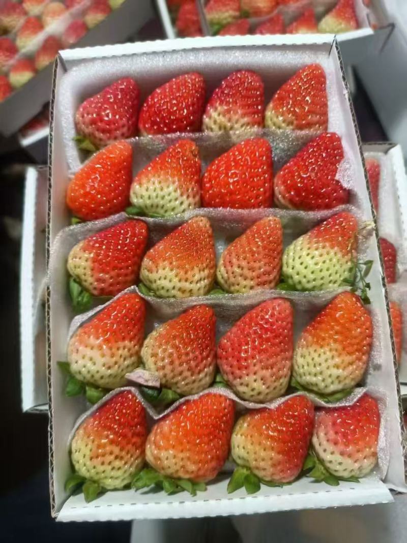 会泽待补草莓