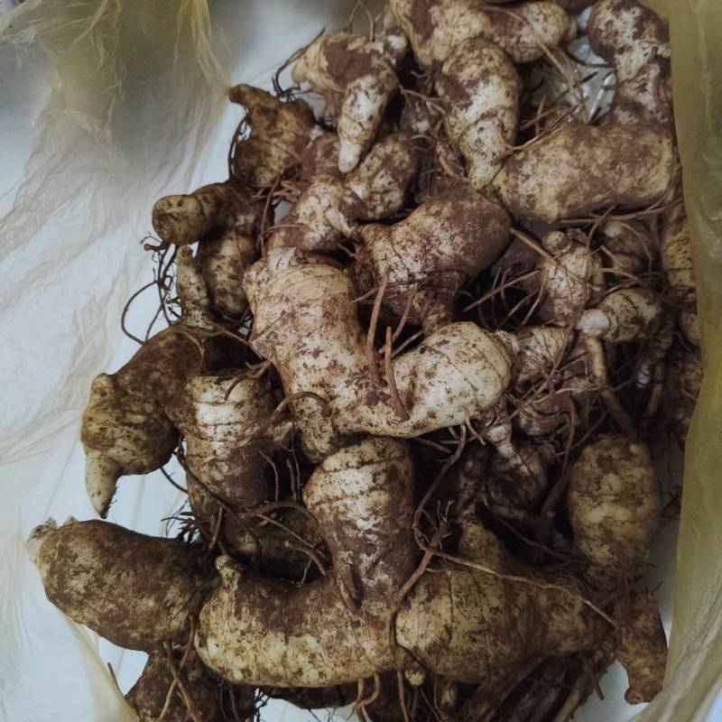 黄精炖鸡
