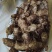 黄精炖鸡