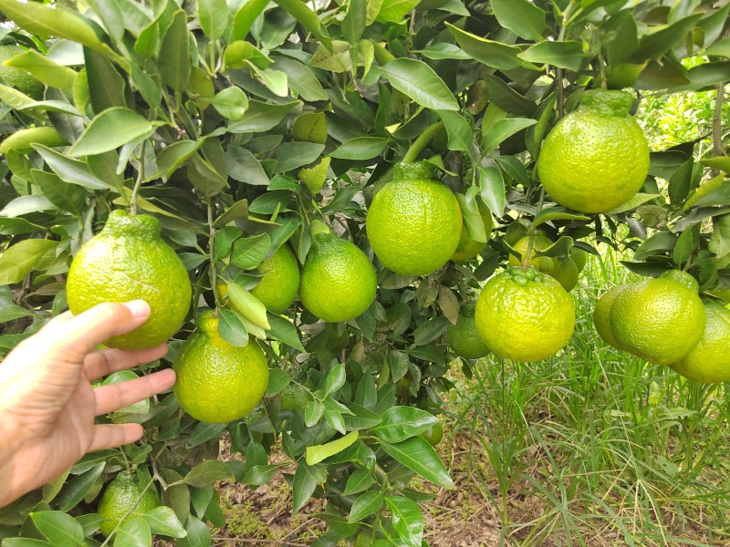 不知火，丑橘