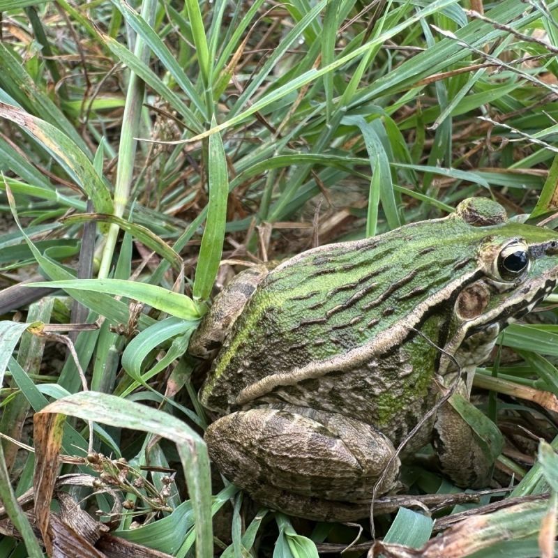 千岛湖稻田蛙
