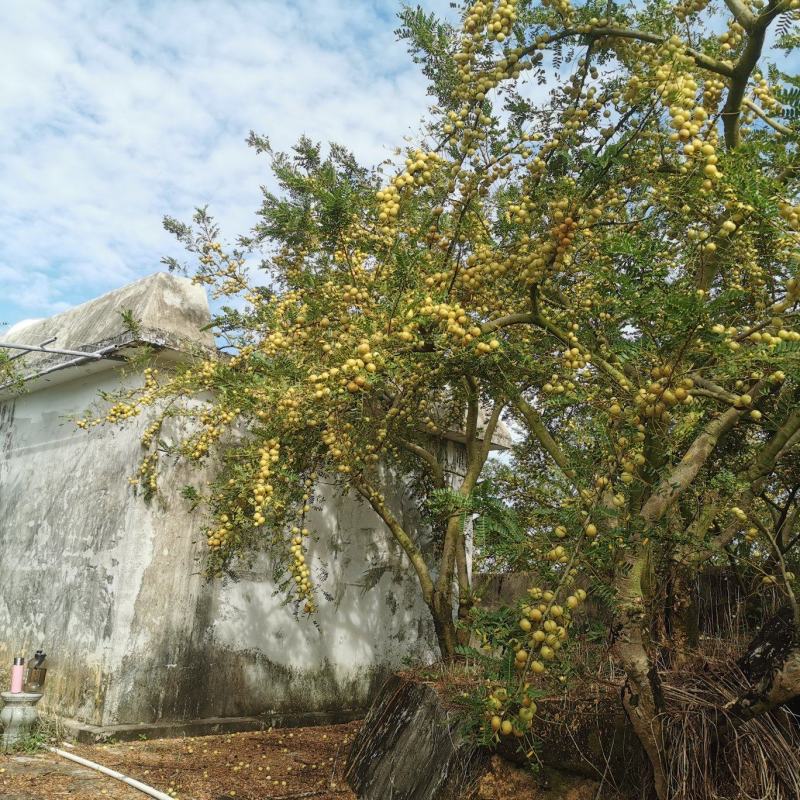 潮汕甜油甘总货榨汁果市场果微商自家果园每天新鲜采摘