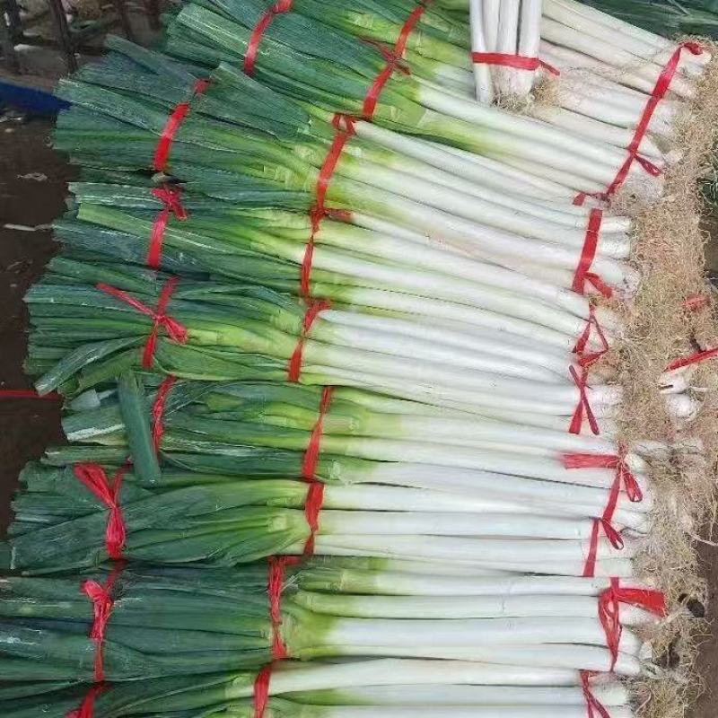 铁杆大葱净葱电商货市场货产地直发可视频看货