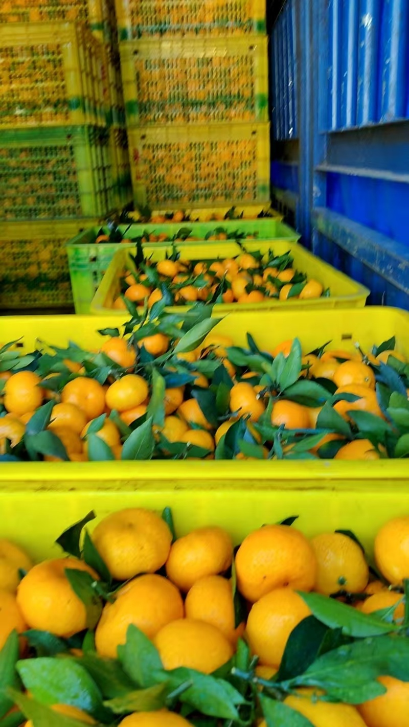 广西精品南丰蜜橘产地直发品质保证量大从优一手货源