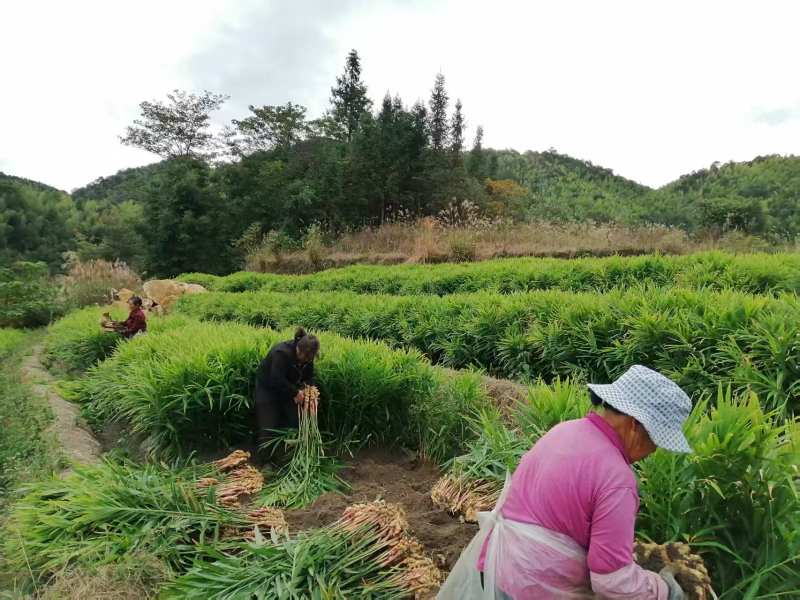 精品生姜，自产自销，非诚勿扰