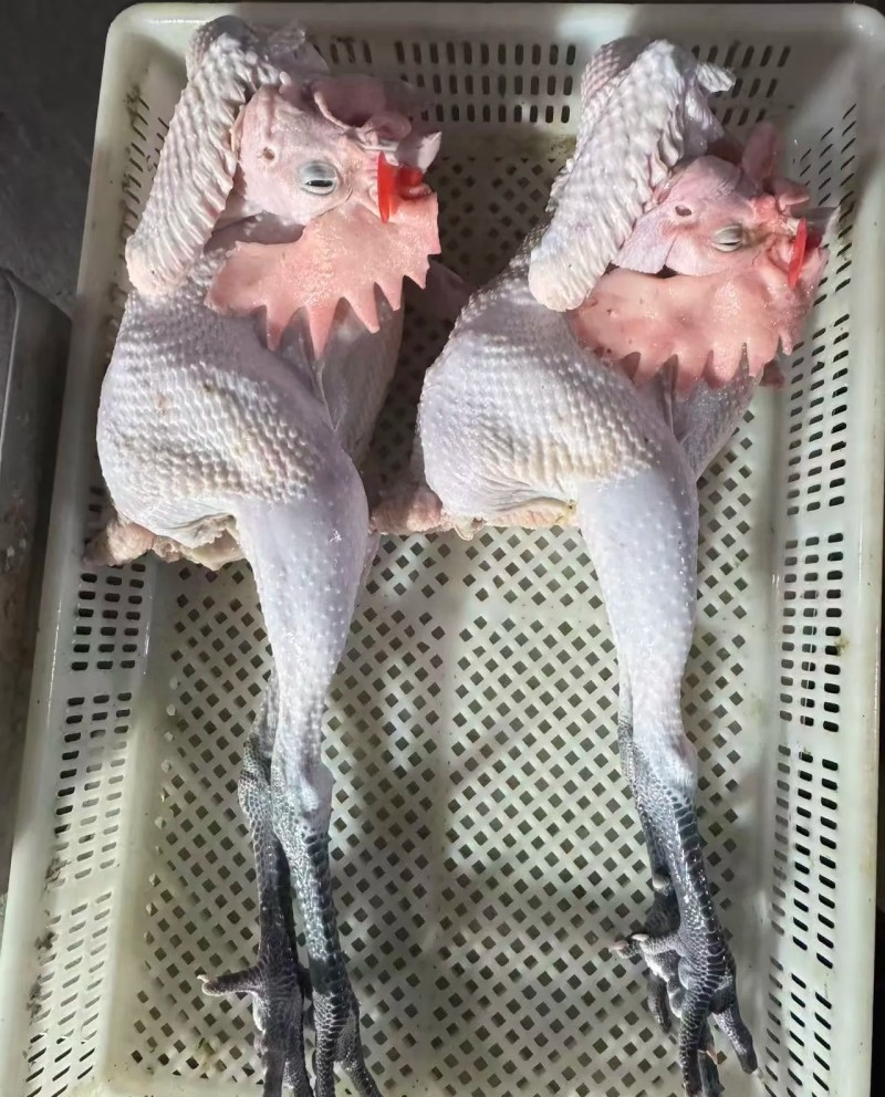 炒鸡**临沂跑山鸡临沂炒鸡都用它，口感**好。