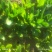 菠菜