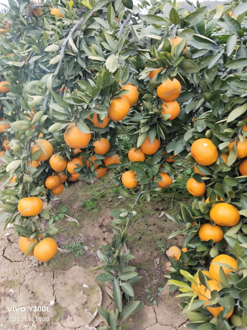 柑橘