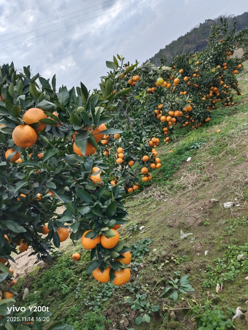 柑橘