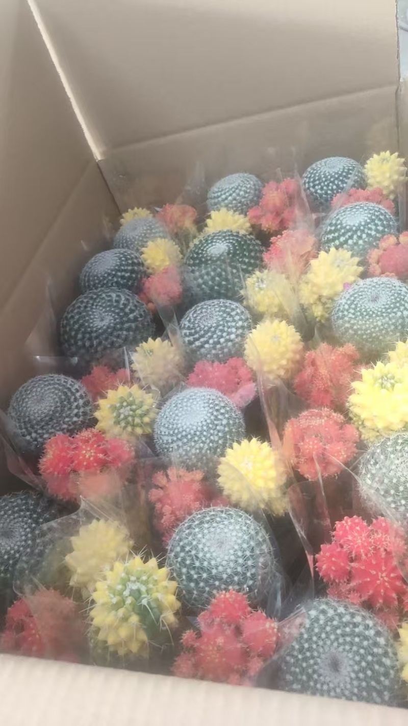 三色球基地组合老盆大量批发