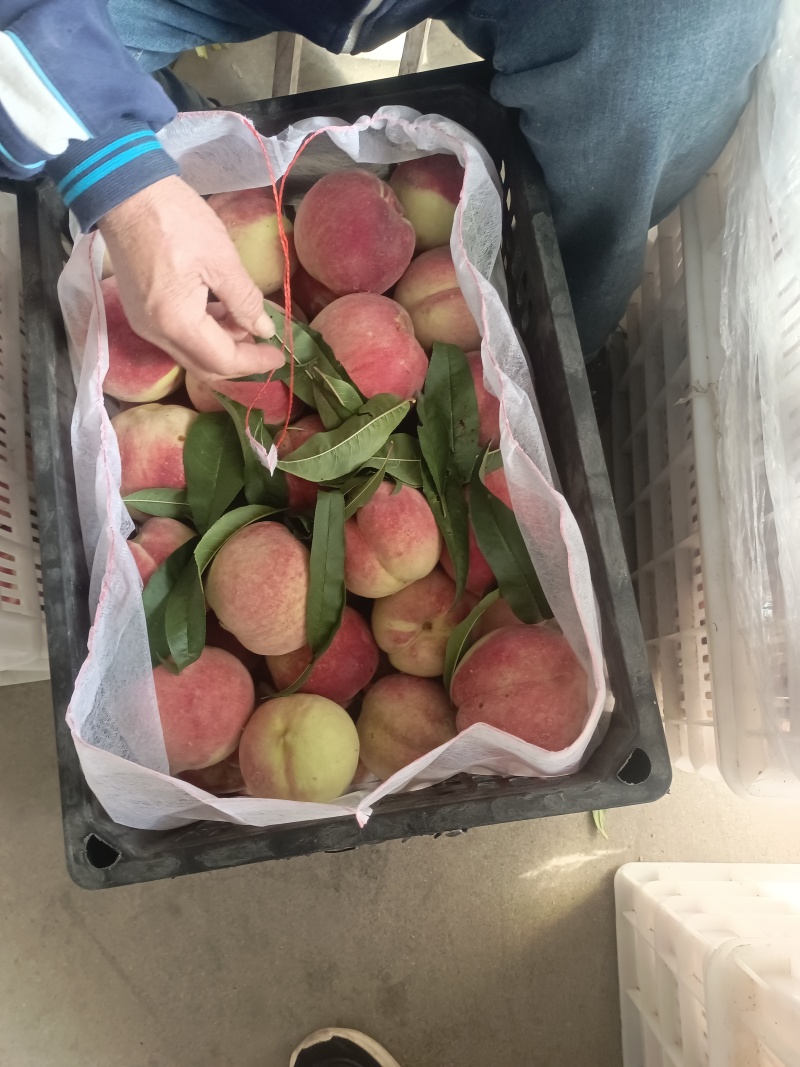 冷库金秋红蜜桃子
