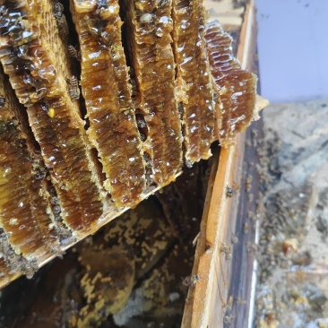 蜂蜜高山土蜂蜜量大价优品质保障口感好量大价优欢迎电联