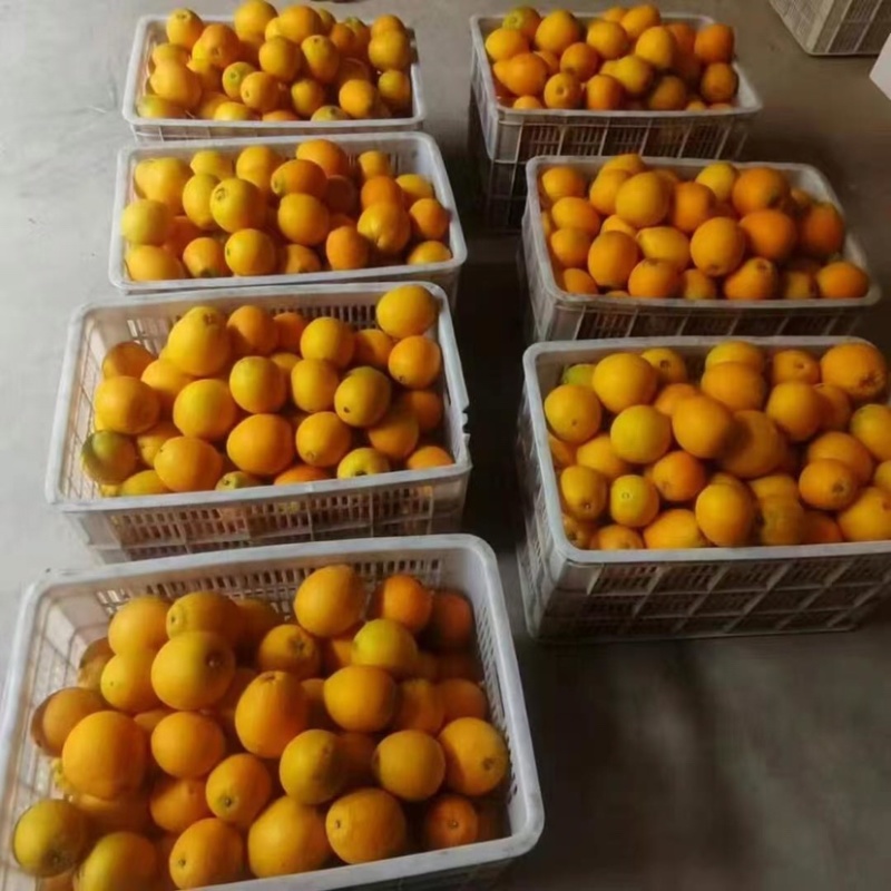 脐橙纽荷尔脐橙自家果园品质保证量大从优