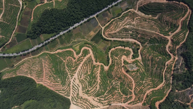脐橙纽荷尔脐橙自家果园品质保证量大从优