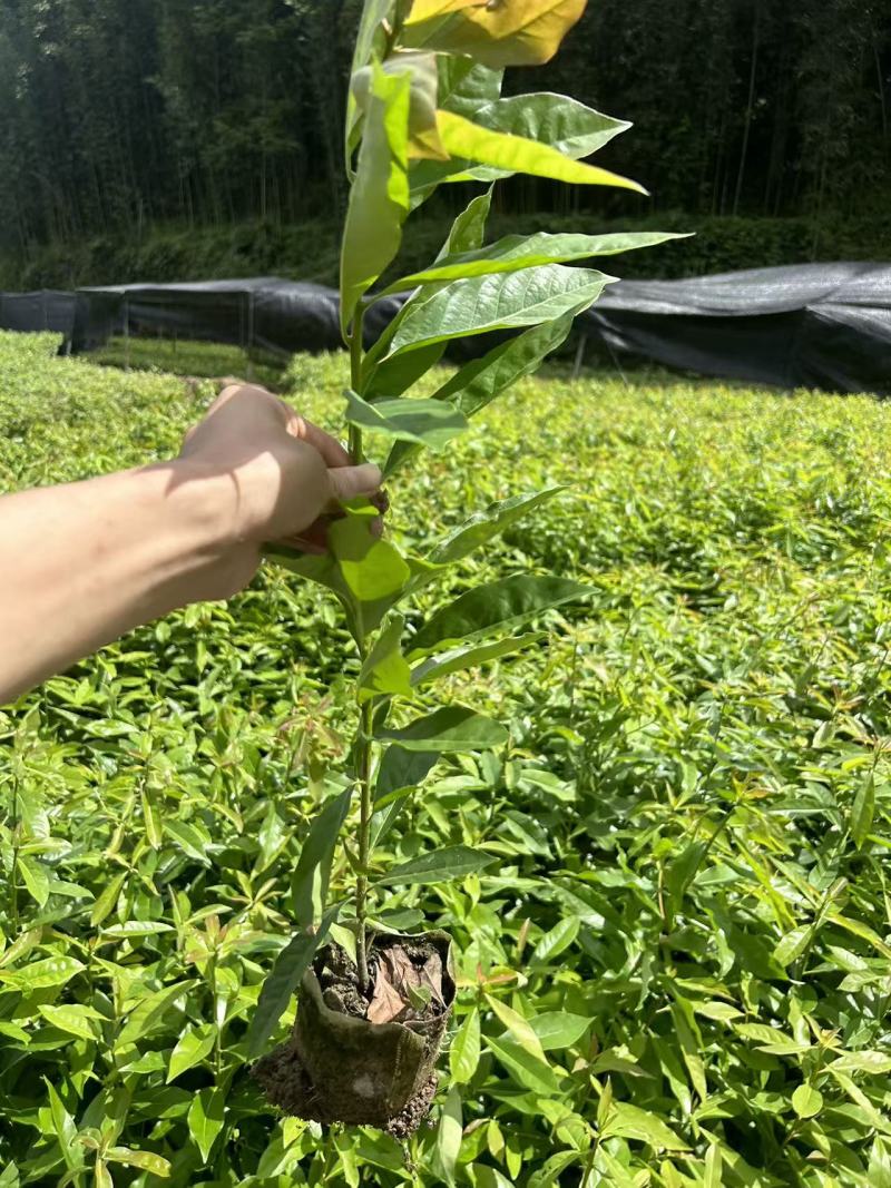 木荷容器苗，苗场一手货源，诚信经营，量大从优，欢迎来电洽谈
