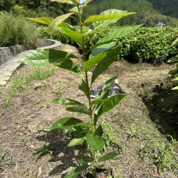 木荷容器苗，苗场一手货源，诚信经营，量大从优，欢迎来电洽谈