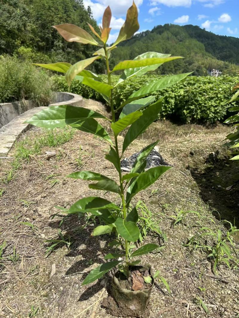 木荷容器苗，苗场一手货源，诚信经营，量大从优，欢迎来电洽谈