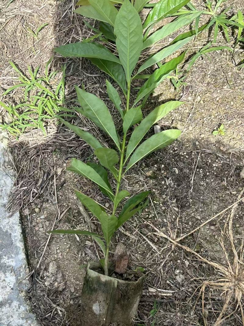 木荷容器苗，苗场一手货源，诚信经营，量大从优，欢迎来电洽谈