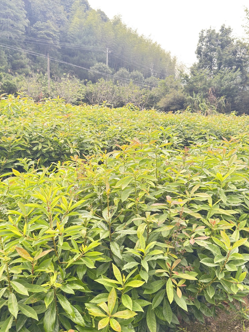 木荷容器苗，苗场一手货源，诚信经营，量大从优，欢迎来电洽谈
