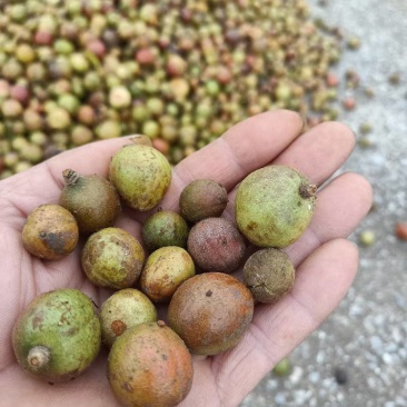 湖南小山茶籽，土茶籽