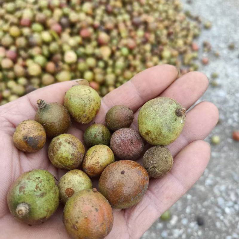 湖南小山茶籽，土茶籽
