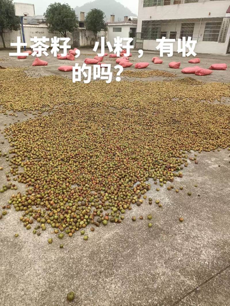 湖南小山茶籽，土茶籽