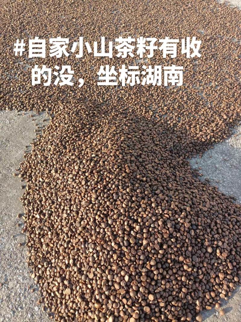 湖南小山茶籽，土茶籽