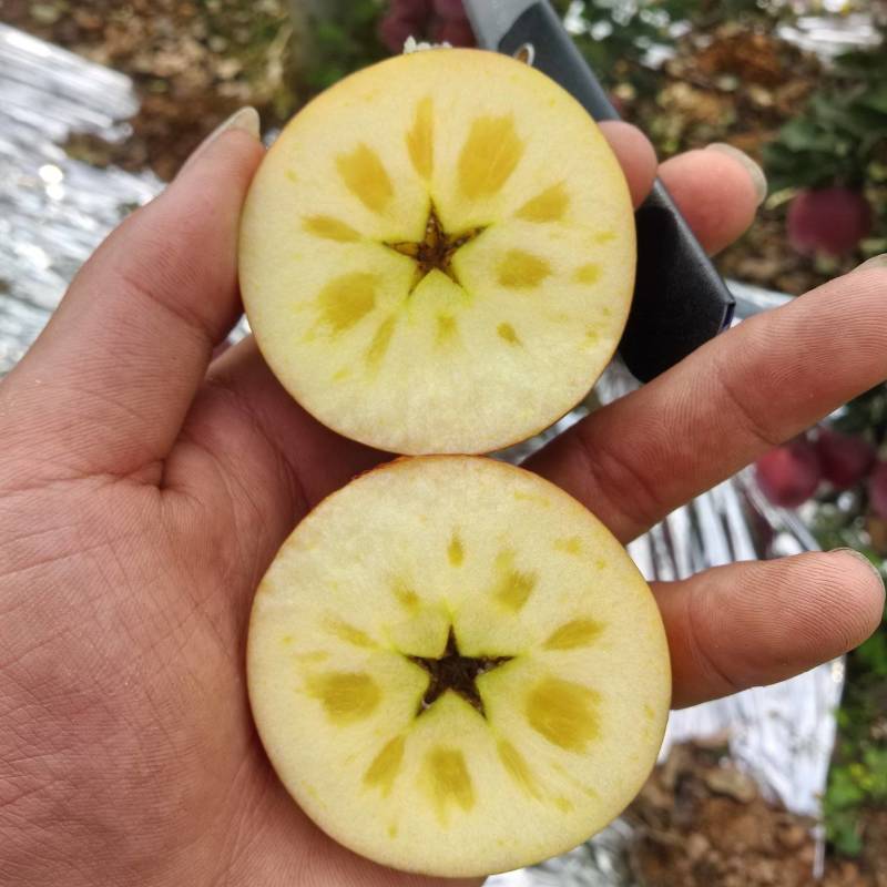 昭通糖心丑苹果