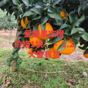 爱媛果冻橙