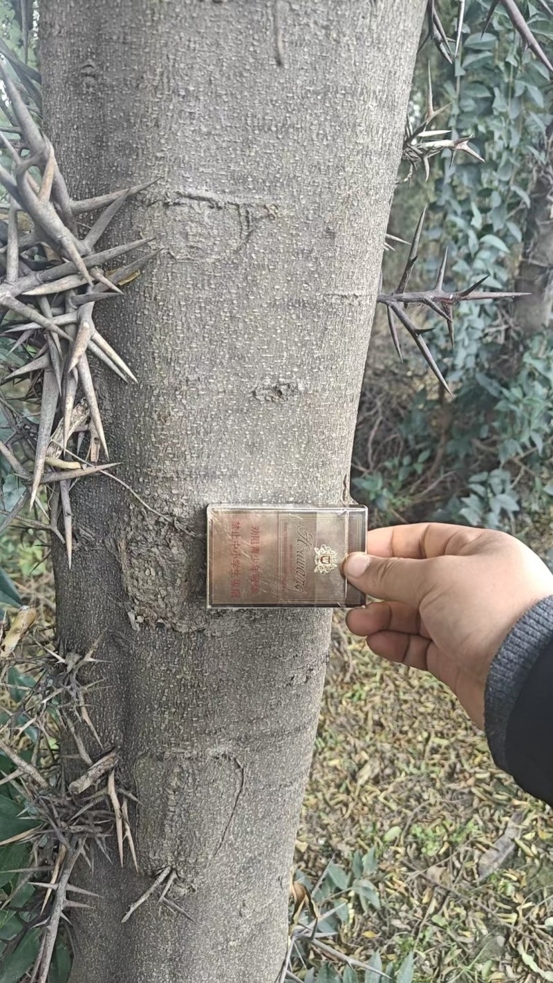 皂角树5到20公分直径