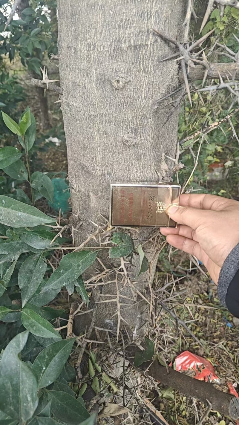 皂角树5到20公分直径
