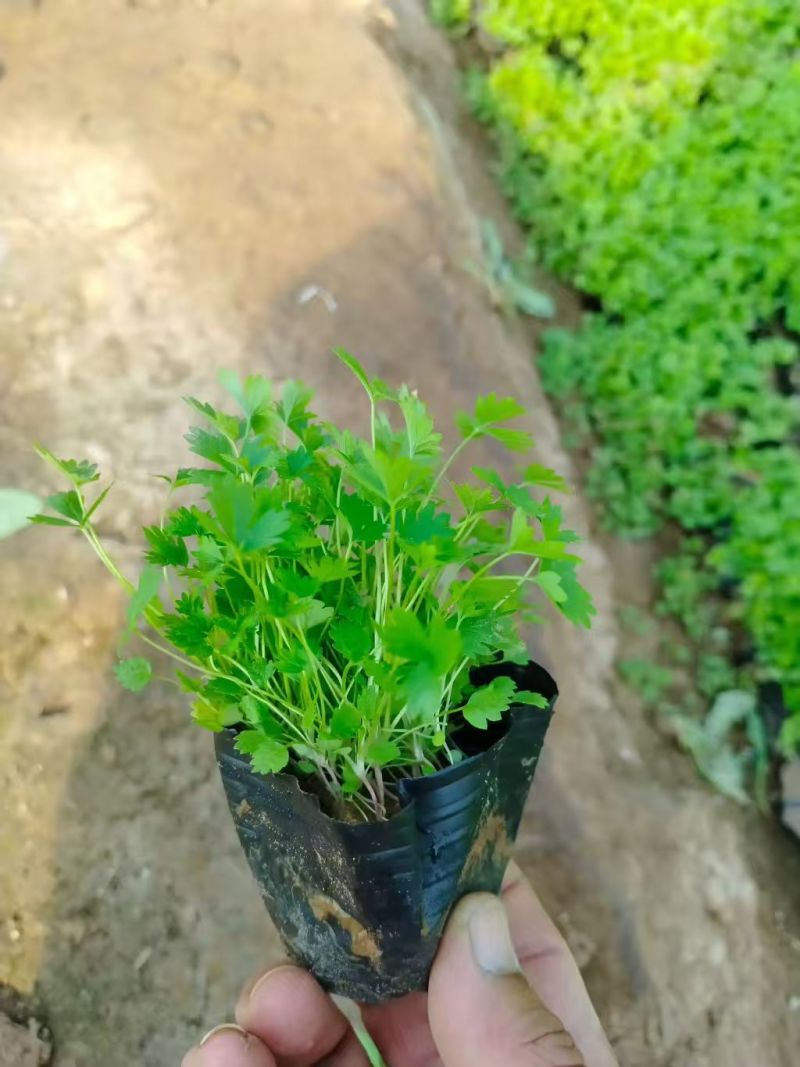 绿化苗木，千屈菜，千屈菜基地！本合作社提供一条龙服务
