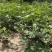 无花果优质种苗芭劳奈布兰瑞克波姬红