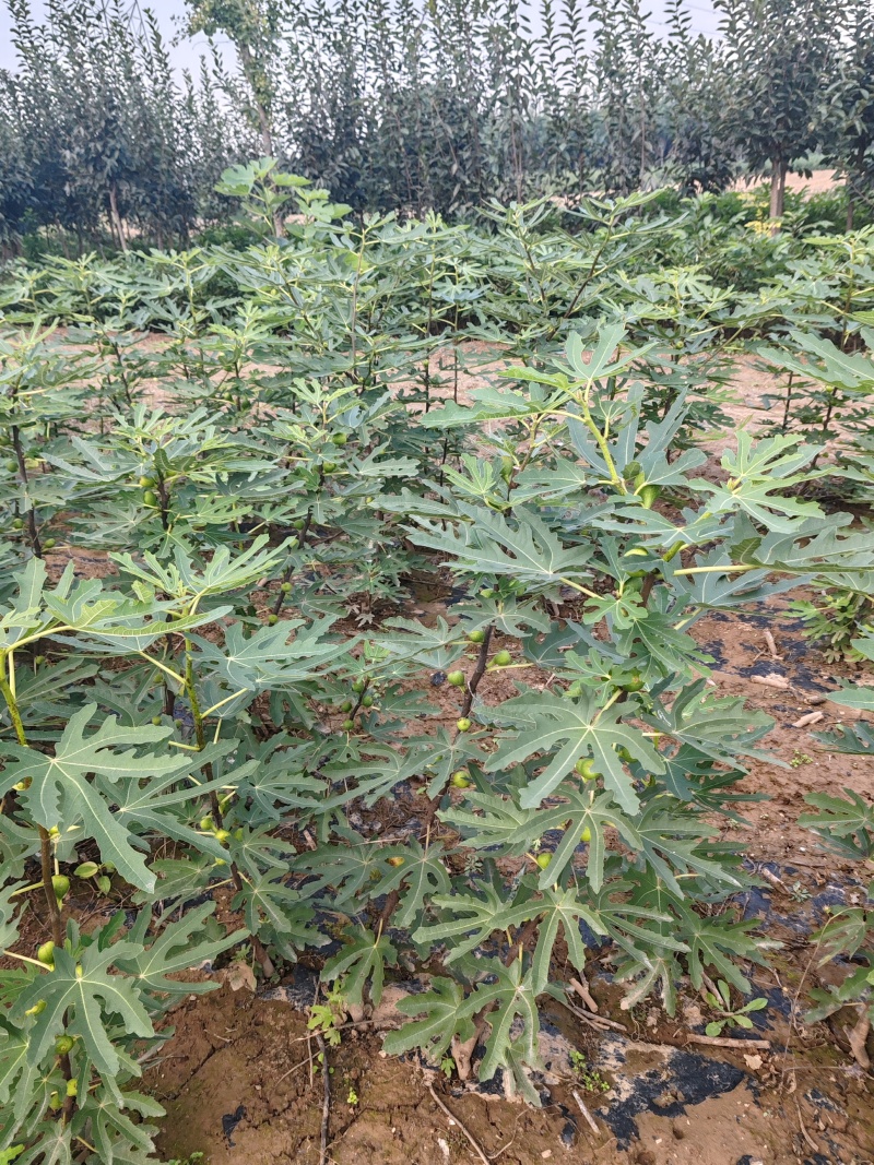 无花果优质种苗芭劳奈布兰瑞克波姬红