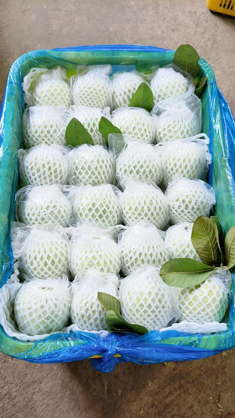 红心芭乐/精品芭乐