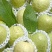 红心芭乐/精品芭乐
