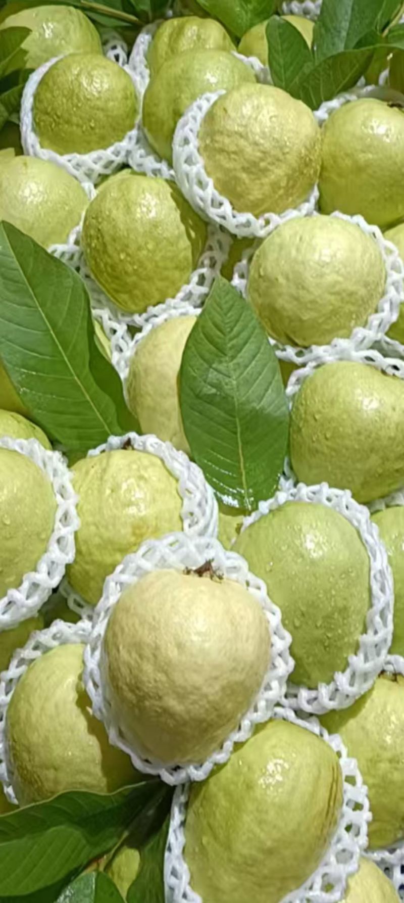 红心芭乐/精品芭乐