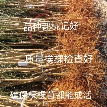 全红蜜桃苗迎秋蜜桃苗秋彤包纯正死苗补发技术指导